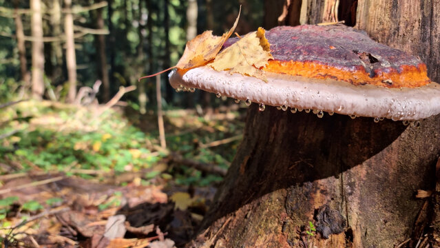 Fomitopsis pinicola (red-belted conk) mushrooms growing on a tree in the forest. A young "weeping" bracket fungus. Droplets on the fungus. Selective focus.