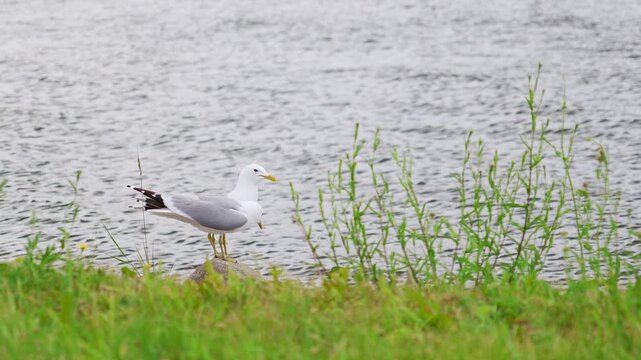 Seagull standing on stone by lake Onega shore with green grass and water, Karelia wildlife