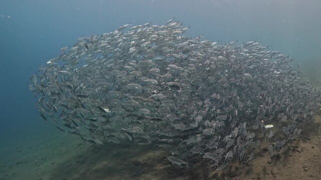 Bigeye trevally (Caranx sexfasciatus) forming a dramatic schooling tornado in open water near Tulamben, Bali. 4K UHD slow-motion underwater footage