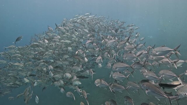 Bigeye trevally (Caranx sexfasciatus) forming a dramatic schooling tornado in open water near Tulamben, Bali. 4K UHD slow-motion underwater footage