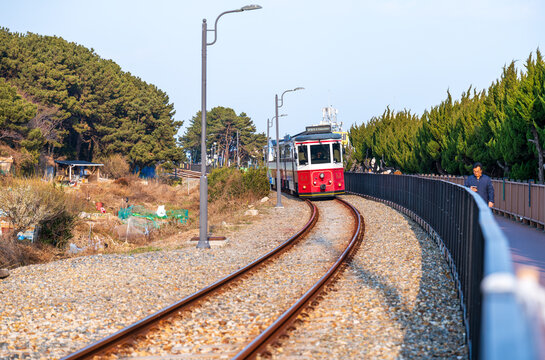 Busan, South Korea - 14 February 2026: View of the Haeundae Beach Train traveling along the tracks at Blueline Park, surrounded by pine trees and a pedestrian walkway.