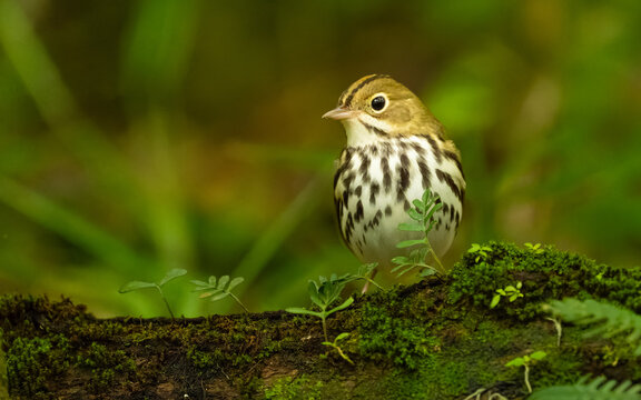 Pieperwalds&auml;nger (Seiurus aurocapilla)