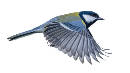 Great tit bird with spread wings in flight, isolated on transparent background © iPNGi