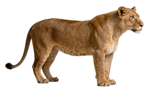 Majestic lioness standing alert, isolated on transparent background