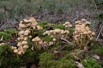 Fototapeta premium Large cluster of wild mushrooms growing on moss-covered woodland deadwood