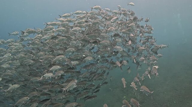 Bigeye trevally (Caranx sexfasciatus) forming a dramatic schooling tornado in open water near Tulamben, Bali. 4K UHD slow-motion underwater footage