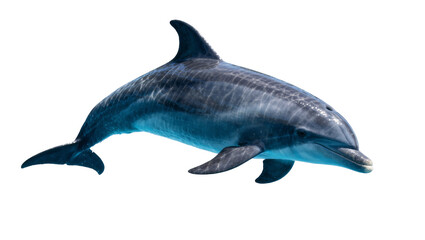 Gray dolphin swimming, isolated on transparent background © iPNGi