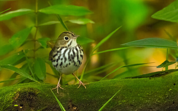 Pieperwalds&auml;nger (Seiurus aurocapilla)