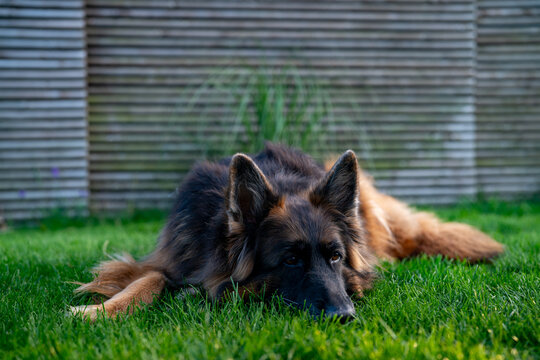 Long-haired German shepherd rests its head on green grass