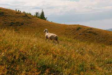 Fototapeta premium Solitary sheep grazing on golden grassy mountain slope under soft light