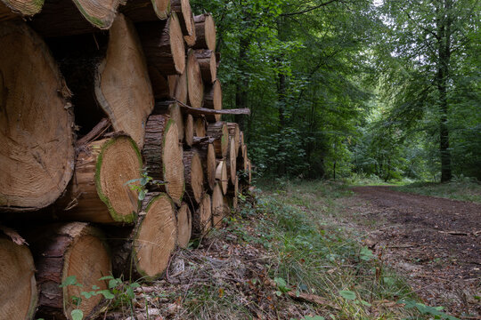 Timber log stack beside a woodland track leading through the forest
