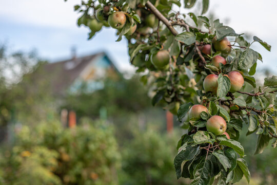 Ripe apples hanging on tree branch in summer garden with blurred rustic house in background. Rural life, organic gardening, freshness of summer nature. Copy space.