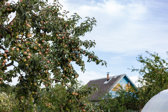 Low-angle view of apple tree laden with many ripe apples in rural garden, rustic wooden house in background. Harvest time, abundance, simple country living, natural lifestyle, gardening.