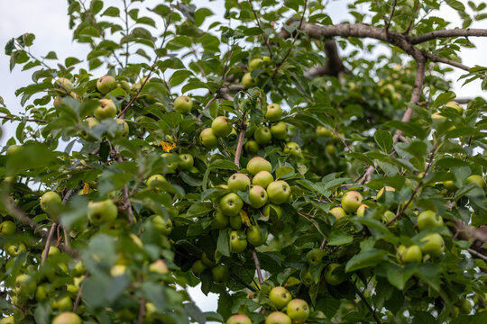 Abundant harvest of green apples on tree branch in an orchard. Nature's productivity, healthy eating, sustainable farming, beauty of rural life.
