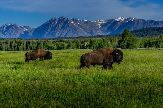 Casper, Wyoming, United States - 19 June 2015: View of two American bison grazing in a lush green meadow with a majestic mountain range in the background under a clear blue sky.