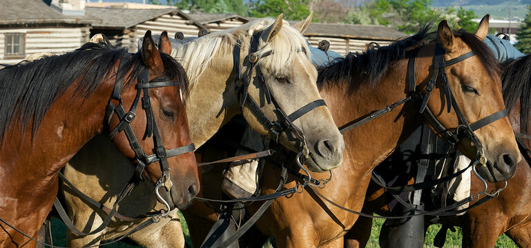 Casper, Wyoming, United States - 13 June 2015: View of four saddled horses standing in a row in front of a rustic log cabin.
