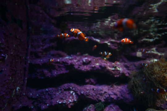 水槽の中を元気に泳ぐ鮮やかなカクレクマノミの群れ School of vibrant clownfish swimming in an aquarium