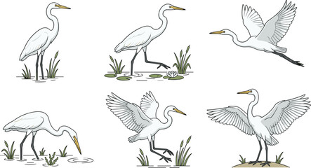 Fototapeta premium Collection of white egrets standing fishing and flying for wetland wildlife stock graphics