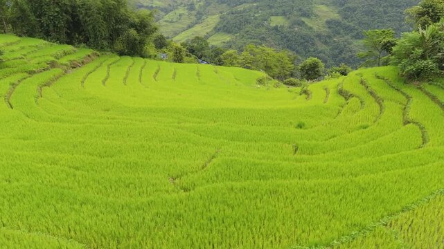 Aerial drone footage of golden green rice terraces nearing harvest on a rural Nepali hillside