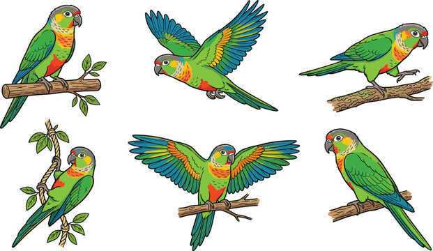 Green cheeked conure parrot set with colorful plumage and diverse movements for pet design