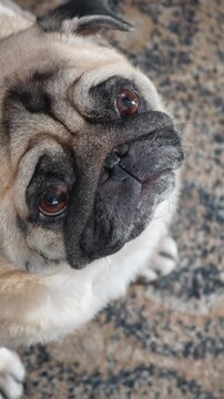 Close-up shot of a fawn pug's face looking up with attentive brown eyes. An adorable domestic pet sitting on a rug and staring curiously at the camera