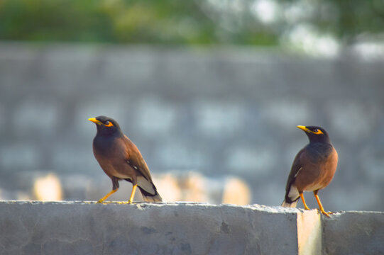 blackbird myna on door wall
