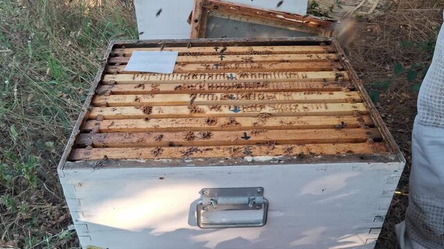 Beekeeper Applying Thymol Strips to Beehive for Varroa Mite Control