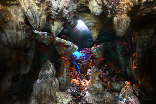 複雑な水中洞窟とサンゴの岩場に群がる鮮やかなハナダイたち School of vibrant anthias swarming around underwater caves and coral rocks