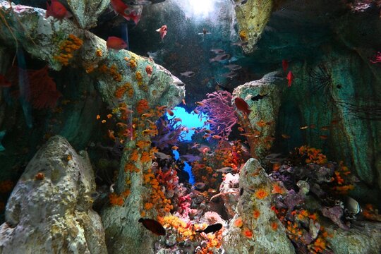複雑な水中洞窟とサンゴの岩場に群がる鮮やかなハナダイたち School of vibrant anthias swarming around underwater caves and coral rocks