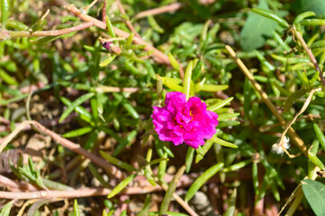 Fototapeta premium close up of pink flora green leaf background. spring flowers in the garden
