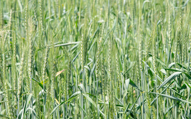 Obraz premium Green cereal grain heads growing in a sunlit field