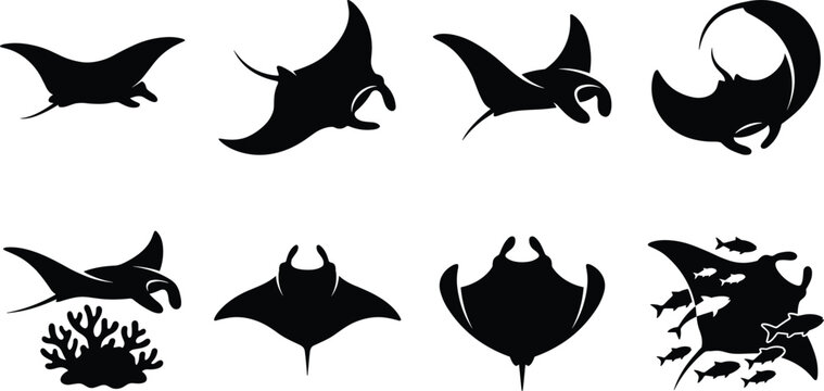 Set of black manta ray silhouettes featuring various underwater swimming poses isolated on white