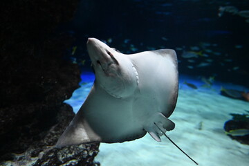水槽の岩場近くでお腹を見せて泳ぐエイ Stingray swimming near rocks showing its underside in an aquarium © Takuya Y.