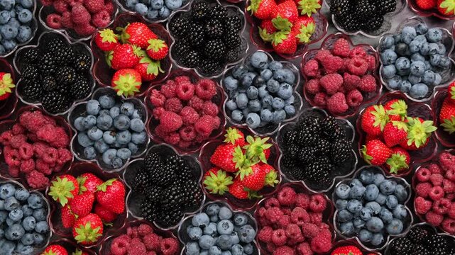 Colorful Strawberries Raspberries Blueberries and Blackberries Rotating in Small Bowls Flat Lay Concept of Fresh Fruit and Healthy Eating