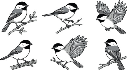 Set of black capped chickadee birds in various poses for nature and wildlife educational © Mofajjol