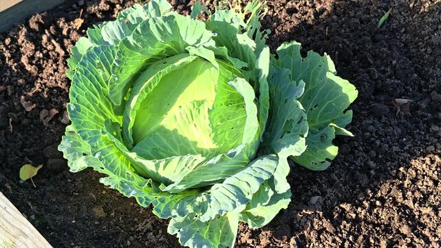 A close-up of a cabbage plant growing in a garden