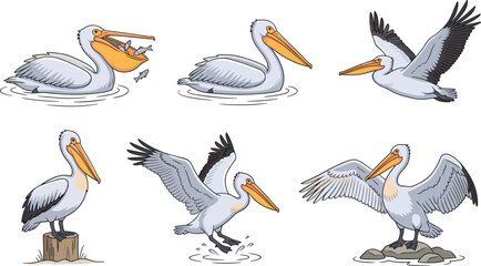 Fototapeta premium Several pelicans in various poses, some swimming with fish and others flying and standing