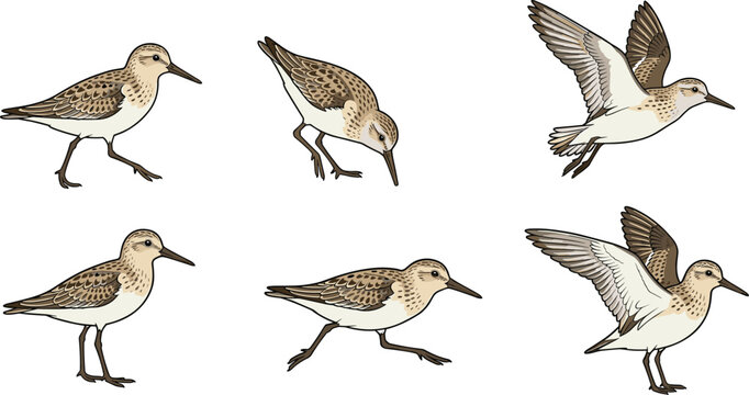 Small sandpiper bird illustrations set showing various postures for wildlife design projects