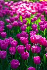Fototapeta premium pink tulips in the garden