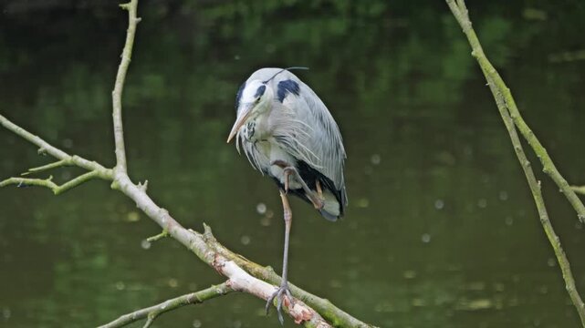 A grey heron balances on one leg on a mossy branch above still water, preening its feathers. Natural, peaceful wildlife scene capturing bird behavior, texture and reflection in a green wetland setting