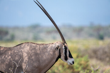 East African oryx © tomjunek.com
