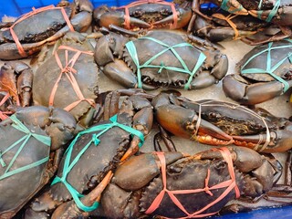 Many live Crabs  © lcwang