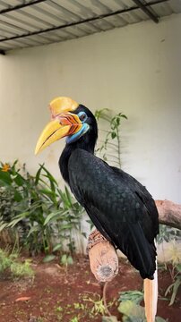the knobbed hornbill (Rhyticeros cassidix). it is the national bird of Sulawesi Island and is commonly known as the Julang Sulawesi