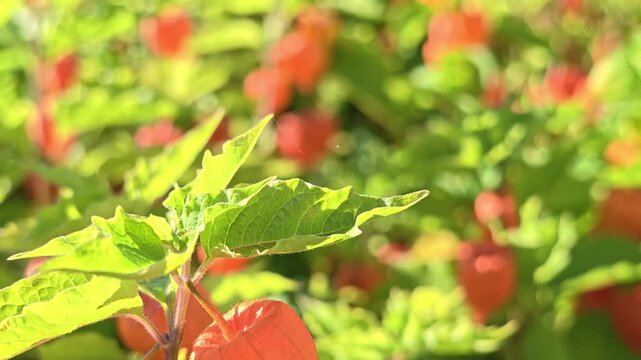 Rows of physalis. A close up of a plant with vibrant red flowers