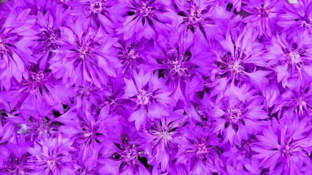 Vivid Purple Cornflowers Blooming in Dense Close Up Top View Background Real Time Footage Concept of Nature and Summer Garden