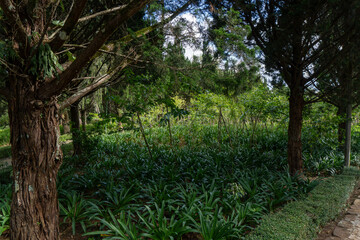 Obraz premium Lush garden with tall trees on sunny day