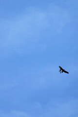 Obraz premium Wedge-tailed eagle (Aquila audax) being mobbed by Tasmanian Forest Raven, South Australia