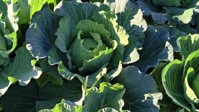 A row of cabbage. Fresh green vegetables in a close-up shot