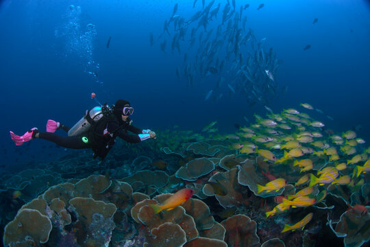Raja Ampat, Indonesia - 07 September 2026: View of a scuba diver exploring the vibrant coral reefs of Raja Ampat with schools of tropical fish in the water.