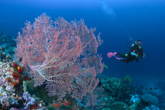 Raja Ampat, Indonesia - 07 September 2026: View of a scuba diver swimming past a large pink sea fan coral in the clear blue waters of Raja Ampat.